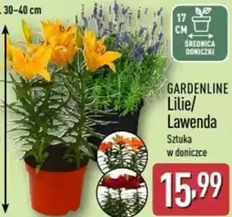 ALDI Gardenline Lilie/ Lawenda oferta