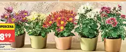 Biedronka Chryzantema Special oferta