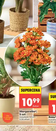 Biedronka Margaretka*, 5 szt oferta