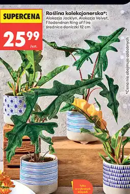 Biedronka Roślina kolekcjonerska oferta