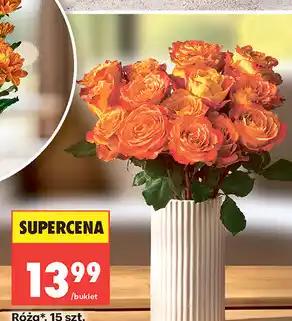 Biedronka Róża*, 15 szt oferta