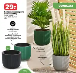 Netto Doniczka mrozoodporna z wkładem Milly oferta