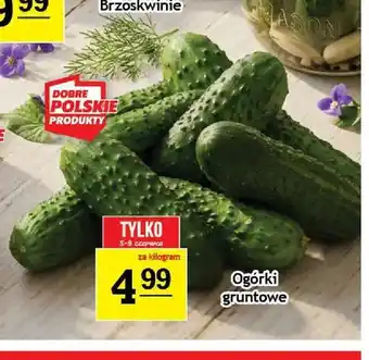 Ogórki gruntowe