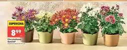 Biedronka Chryzantema Special średnica doniczki 12cm oferta