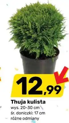 Bricomarche Thuja kulista oferta