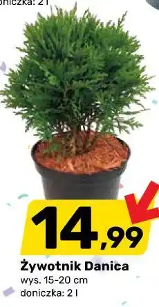 Bricomarche Żywotnik Danica oferta