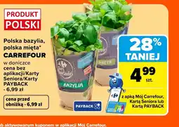 Carrefour Bazylia w doniczce Carrefour oferta