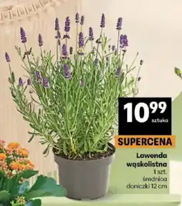 Delikatesy Centrum Lawenda wąskolistna średnica doniczki 12cm oferta