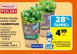Carrefour Bazylia w doniczce Carrefour oferta
