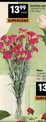 Delikatesy Centrum Goździk cięty oferta