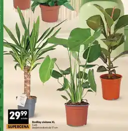 Delikatesy Centrum Rośliny zielone XL średnica doniczki 17cm oferta