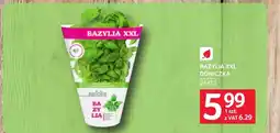 Selgros Bazylia oferta
