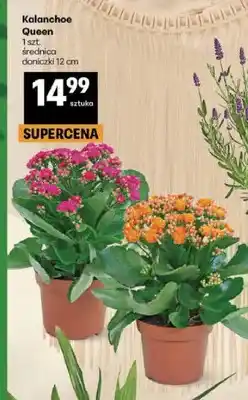Delikatesy Centrum Kalanchoe Queen średnica doniczki 12cm oferta