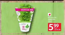 Selgros Bazylia XXL doniczka oferta