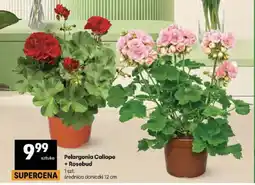 Delikatesy Centrum Pelargonia Caliope średnica doniczki 12cm oferta