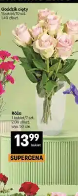 Delikatesy Centrum Róża wys. 50cm oferta