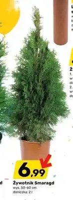 Bricomarche Żywotnik Smaragd wys. 50-60cm doniczka oferta