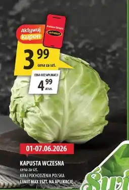 Arhelan Kapusta wczesna polska oferta