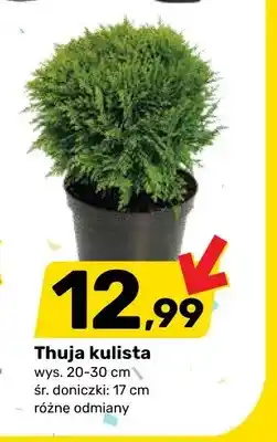 Bricomarche Thuja kulista wys. 20-30cm śr. doniczki 17cm oferta