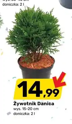 Bricomarche Żywotnik Danica wys. 15-20cm doniczka oferta