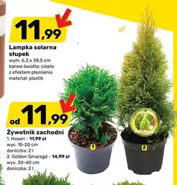 Bricomarche Żywotnik zachodni Hoseri wys. 15-20cm doniczka oferta