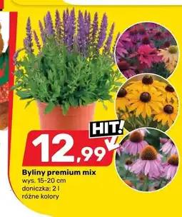 Bricomarche Byliny premium mix wys. 15-20cm doniczka oferta