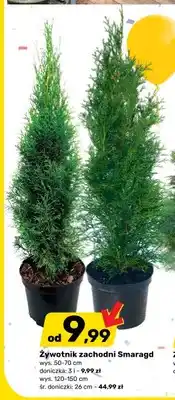 Bricomarche Żywotnik zachodni Smaragd wys. 120-150cm śr. doniczki 26cm oferta