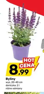 Bricomarche Byliny wys. 20-40cm doniczka oferta