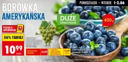 Biedronka Borówka amerykańska oferta