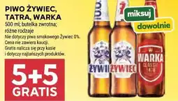 Stokrotka PIWO ŻYWIEC, TATRA, WARKA oferta