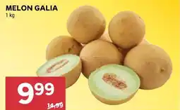 Stokrotka MELON GALIA oferta