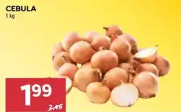 Stokrotka CEBULA oferta