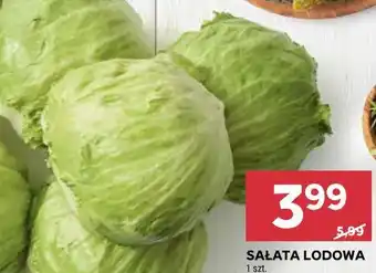Stokrotka SAŁATA LODOWA oferta
