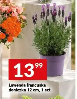 Twój Market Lawenda francuska doniczka 12cm oferta