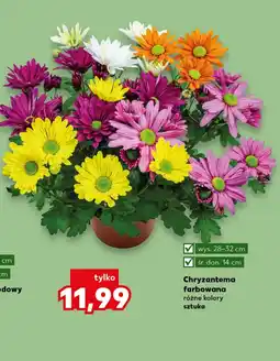 Kaufland Chryzantema oferta