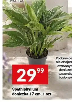 Twój Market Spathiphyllum doniczka 17cm oferta