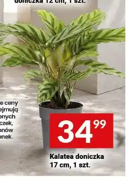 Twój Market Kalatea doniczka 17cm oferta