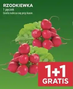 Stokrotka Rzodkiewka oferta