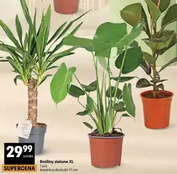 Delikatesy Centrum Rośliny zielone XL oferta