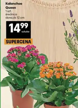 Delikatesy Centrum Kalanchoe Queen oferta