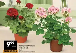 Delikatesy Centrum Pelargonia Caliope + Rosebud oferta