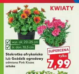 Kaufland Stokrotka afrykańska wys. 20-25cm śr. don. 10,5cm oferta