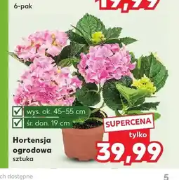 Kaufland Hortensja ogrodowa wys. 45-55cm śr. don. 19cm oferta