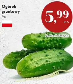Market Point Ogórek gruntowy polski oferta