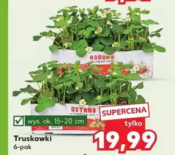 Kaufland Truskawki wys. 15-20cm 6-pak oferta