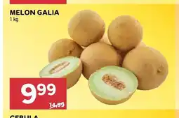 Stokrotka Melon galia oferta