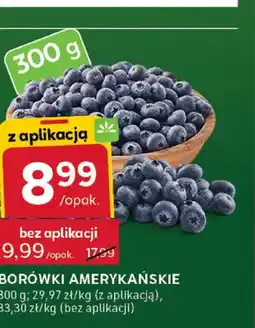 Stokrotka Borówki amerykańskie oferta