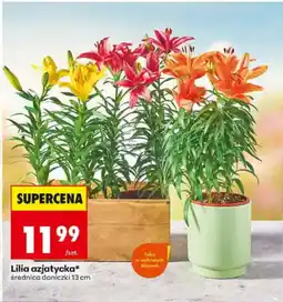 Biedronka Lilia azjatycka oferta