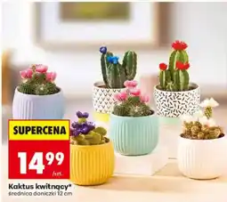 Biedronka Kaktus kwitnący oferta