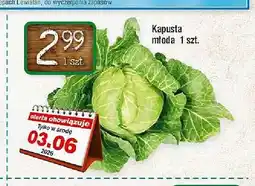 Lewiatan Kapusta młoda oferta